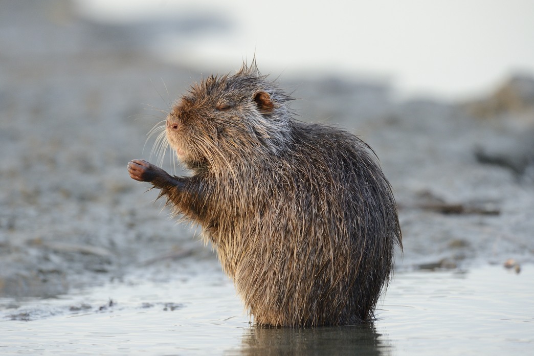 Nutria cantante